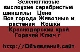Зеленоглазые вислоухие серебристые шиншилы › Цена ­ 20 000 - Все города Животные и растения » Кошки   . Краснодарский край,Горячий Ключ г.